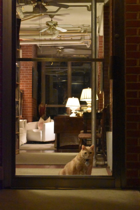 Boo, our puppy-cat, guards the door, awaiting my return.