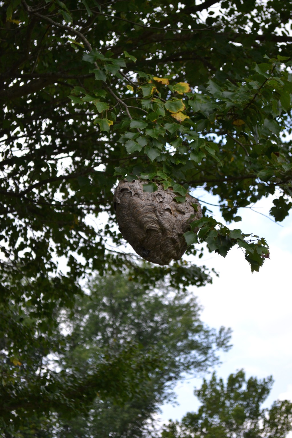 Couldn't resist capturing this enormous hornet's nest. Though I was afraid to get any closer, the beauty of it was irresistible.