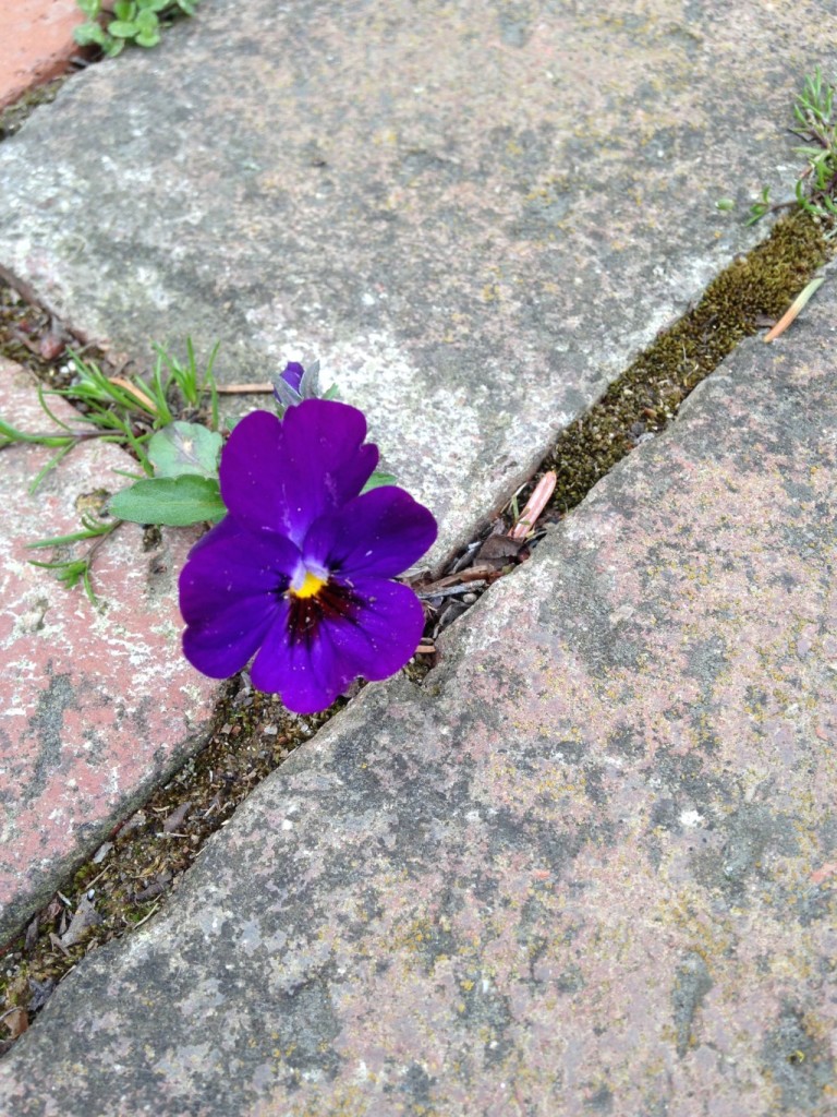 flower in our brick walk