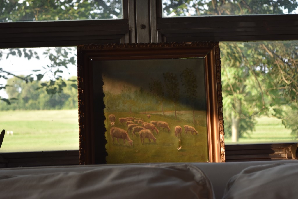 sheep, vintage art